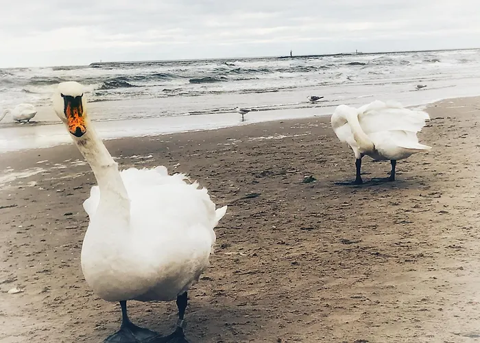 Grunwaldzka * Свиноуйсьце